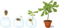 Life cycle of oak tree. Growth stages from acorn and sprout to young oak tree seedling with green leaves in flower pot Royalty Free Stock Photo